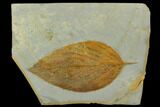 Fossil Hackberry (Celtis) Leaf - Montana #120793-1